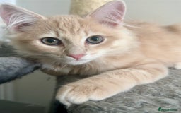 Persian cats for sale: Mink coloured Persian Mixed boys - Image 1