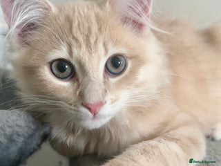 Persian cats - Advert 1