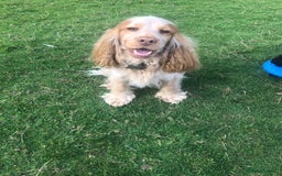 Cocker Spaniel dogs for sale: Pure beautiful show cocker spaniel puppies  - Image 27