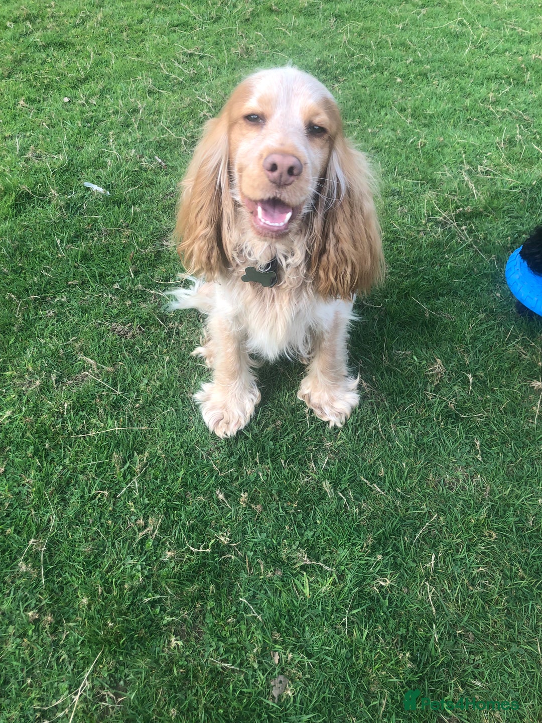 Cocker Spaniel dogs for sale: Pure beautiful show cocker spaniel puppies  - Image 27