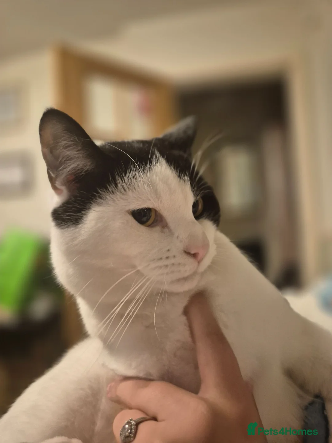 Mixed Breed cats for sale: Beautiful kittens for sale - Advert 2