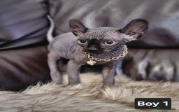 Sphynx cats for sale: 🌟 Sphynx Kittens – 5 Friendly Boys Ready Soon! 🌟 - Image 1