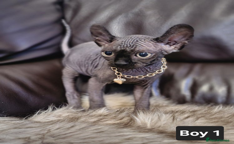 Sphynx cats - Advert 11