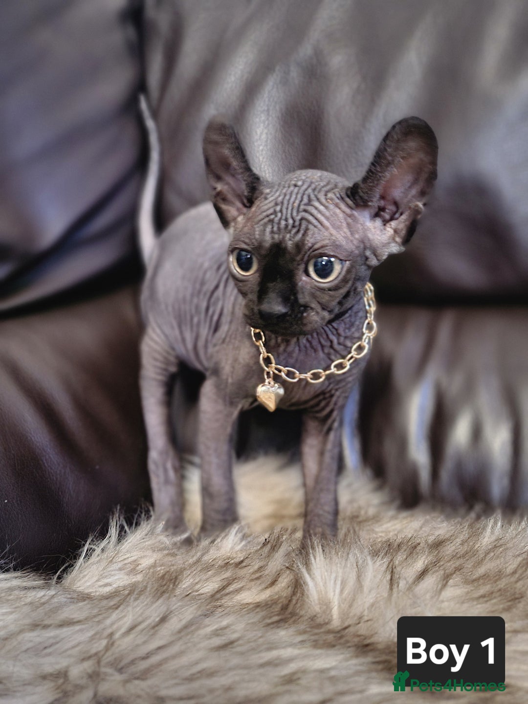 Sphynx cats for sale: 🌟 Sphynx Kittens – 5 Friendly Boys Ready Soon! 🌟 - Image 1