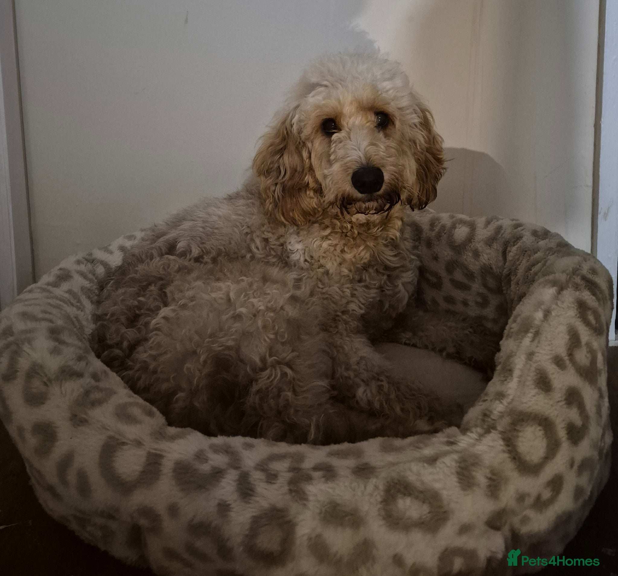 Cockapoo dogs Bella  - Advert 2