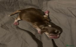Cocker Spaniel dogs for sale: ‘Show Type’ Cocker Spaniel Puppies. KC Registered. - Image 15