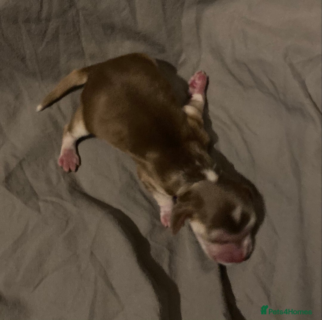 Cocker Spaniel dogs for sale: ‘Show Type’ Cocker Spaniel Puppies. KC Registered. - Image 15