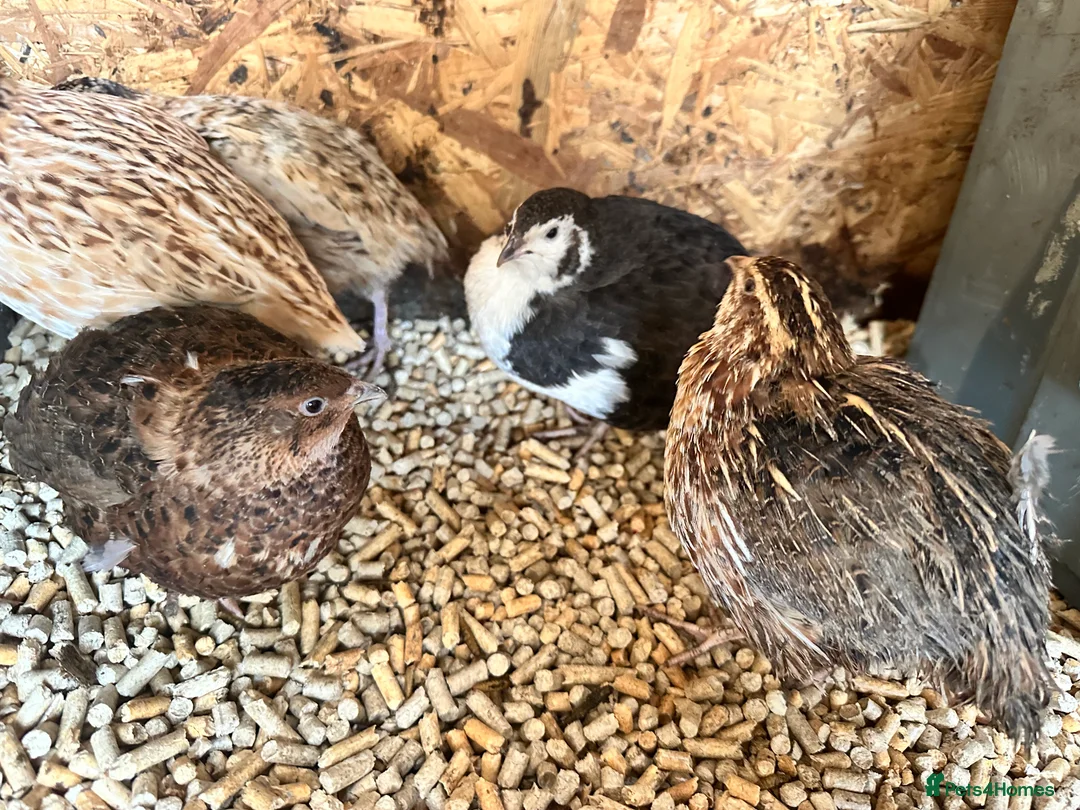 Quail poultry for sale: Coturnix quails from day olds to laying females - Advert 9