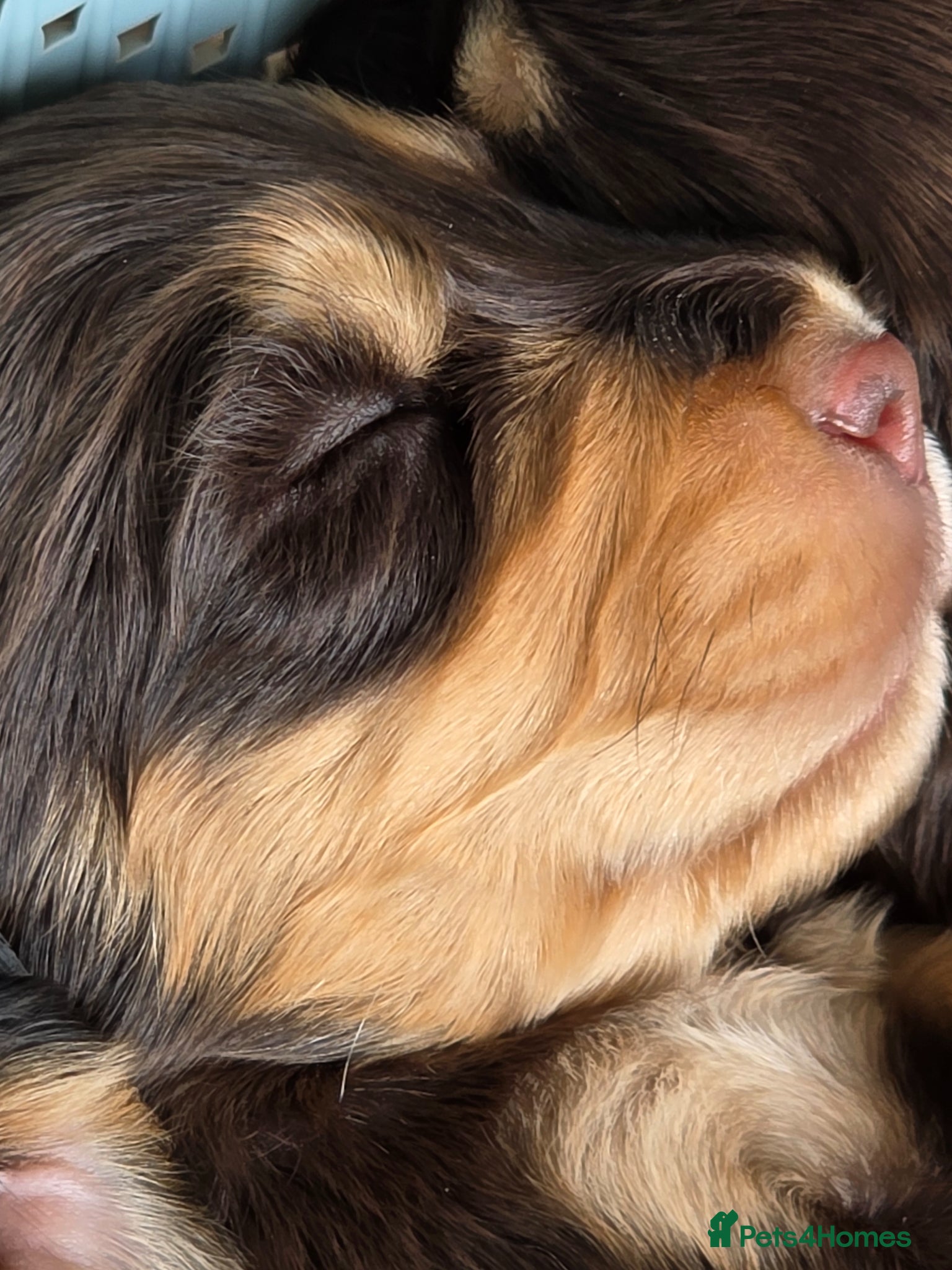 Cocker Spaniel dogs for sale: Black and chocolate tan point cockers  - Advert 24