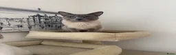 Siamese cats for sale: 5 Siamese kittens  - Advert 3
