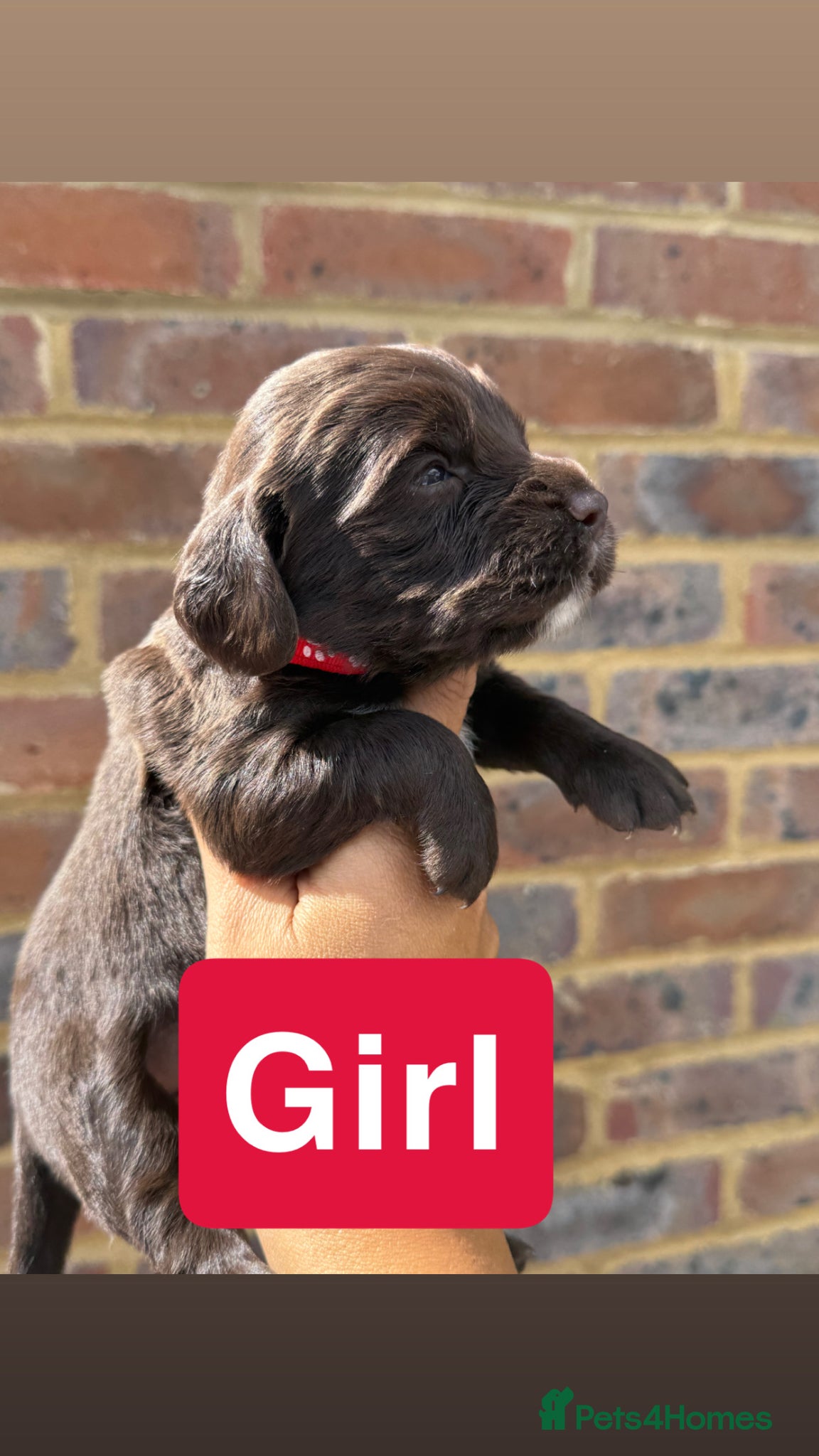 Sprocker dogs for sale: 6 beautiful sprocker - Advert 8
