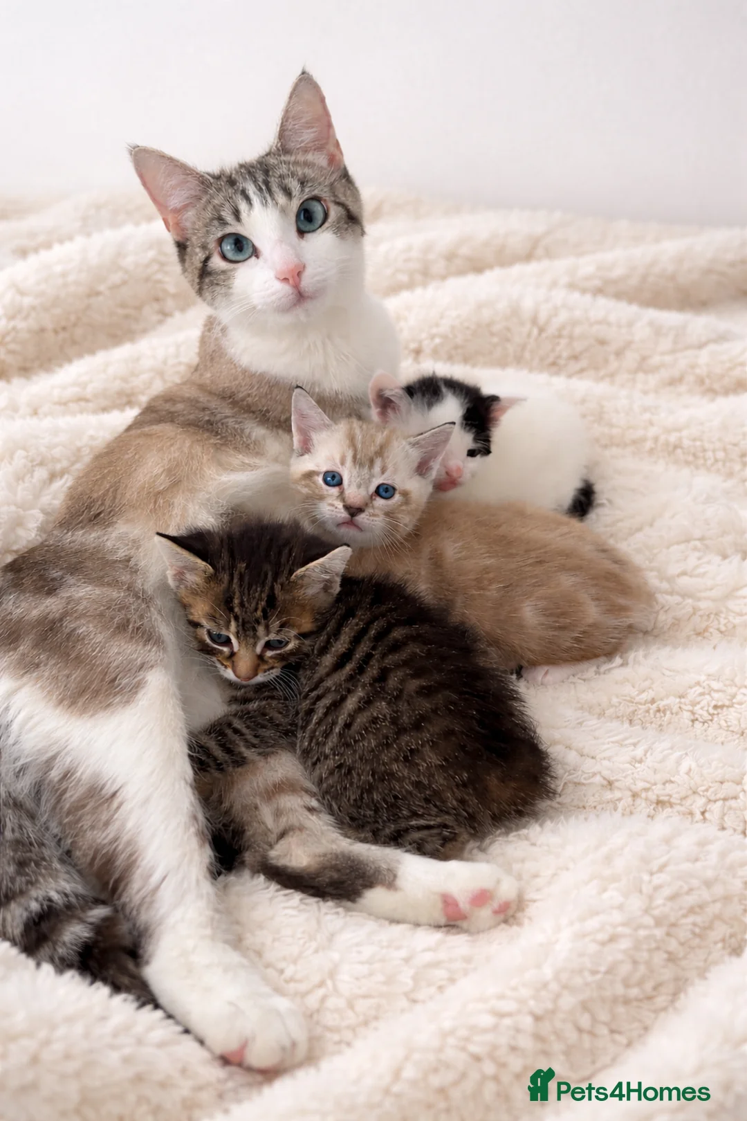 Mixed Breed cats for sale: Gorgeous kittens looking for new homes - Advert 1