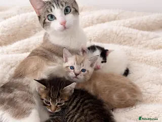 Mixed Breed cats Gorgeous kittens looking for new homes - Advert 1