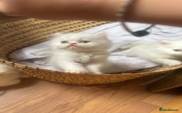 Persian cats for sale: Pure Persian baby's ready to lovely home   - Image 7