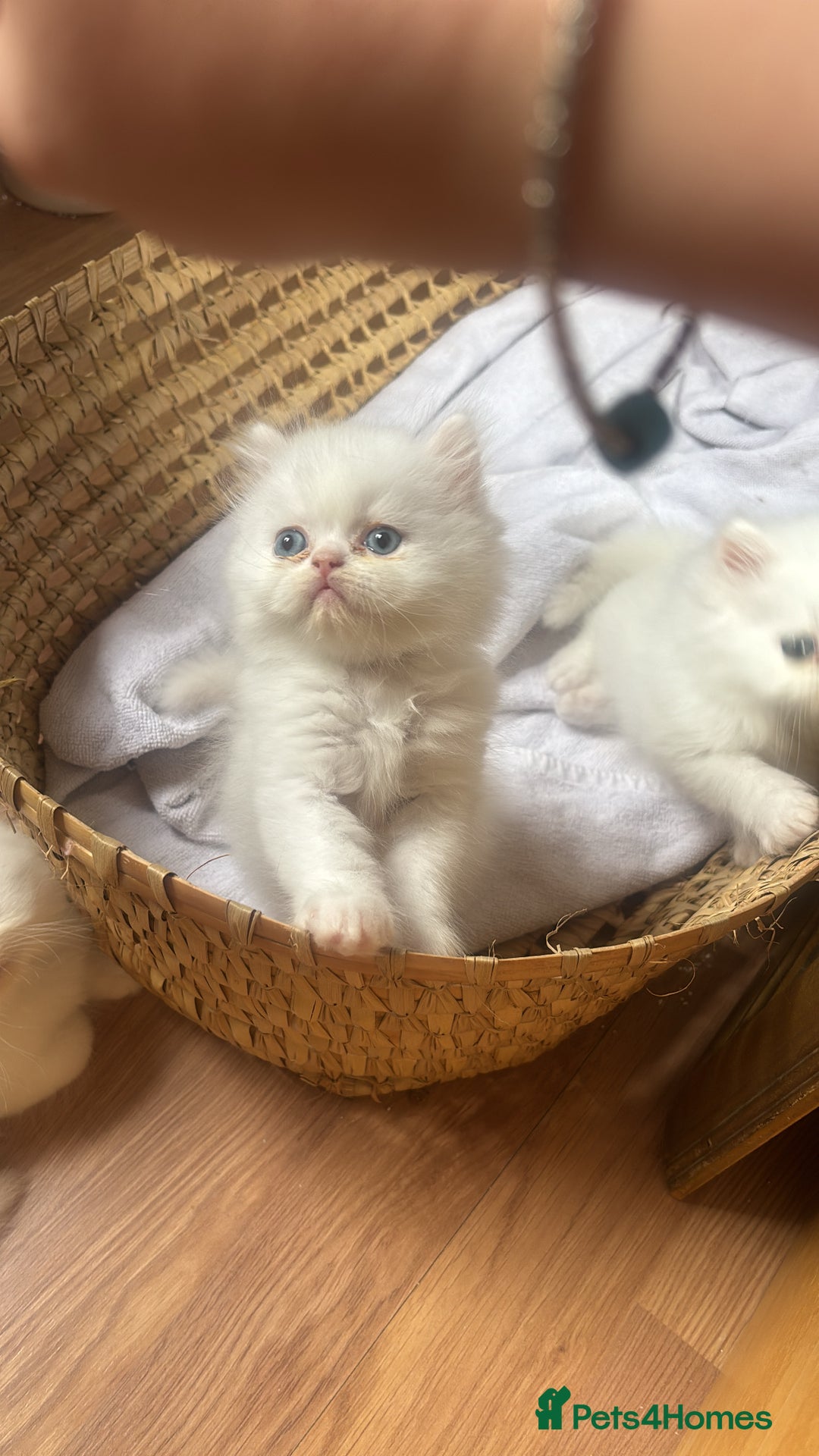 Persian cats for sale: Pure Persian baby's ready to lovely home   - Image 7