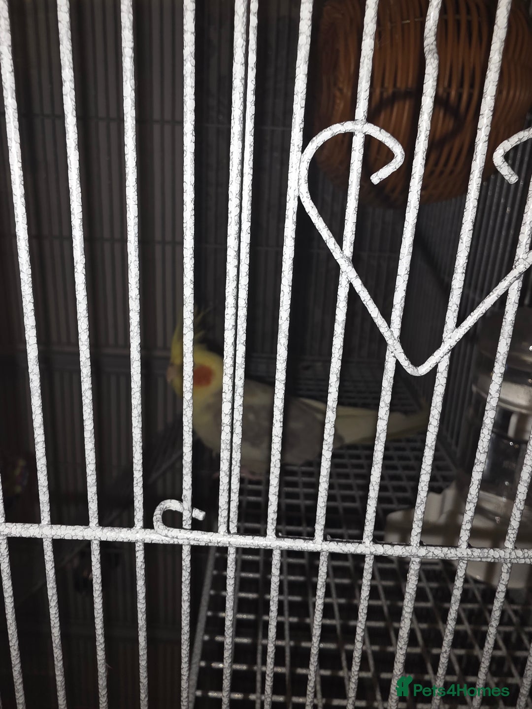 Cockatiels birds for sale: Male cocktails - Advert 4