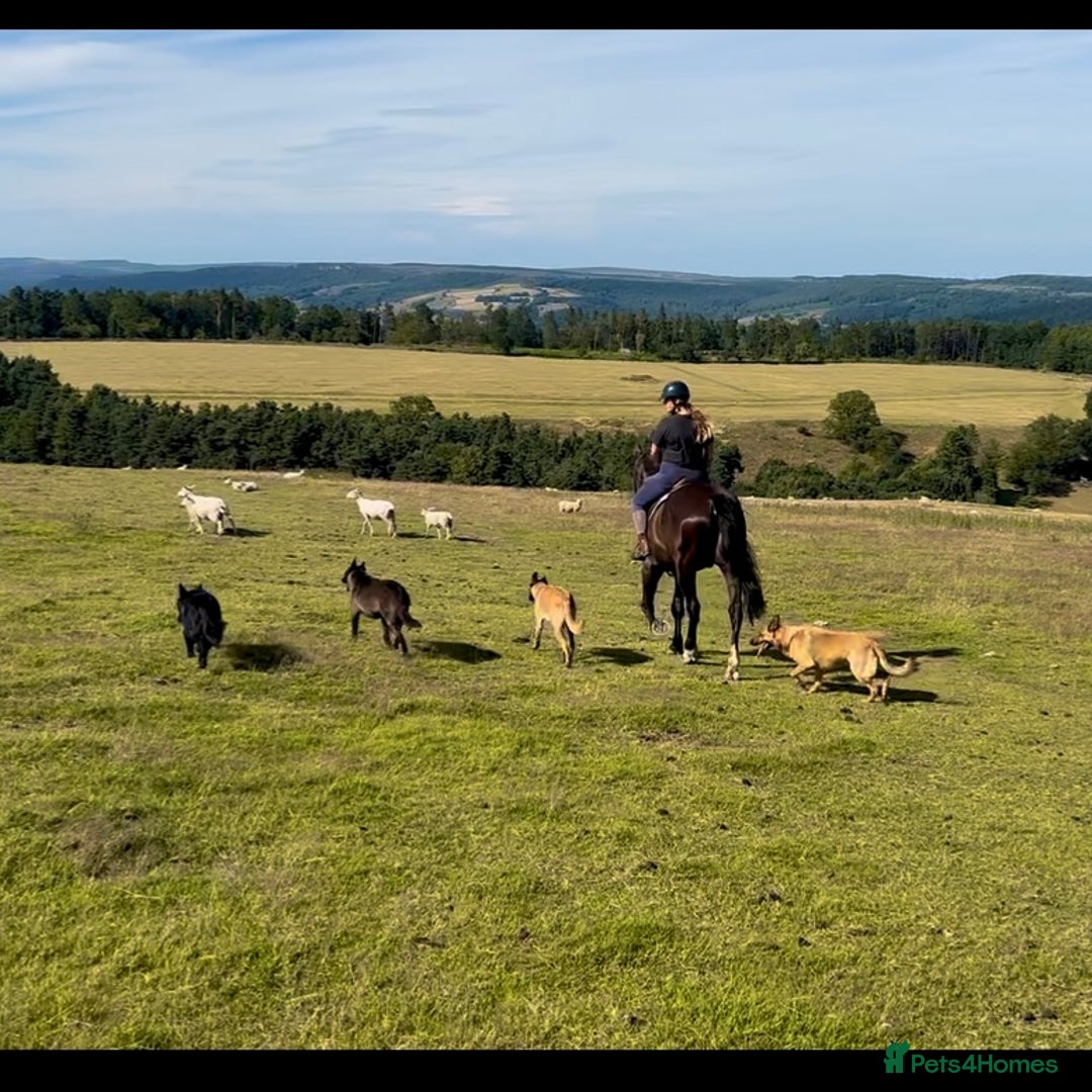 Belgian Shepherd Dog dogs for sale: A real good boy - Image 2
