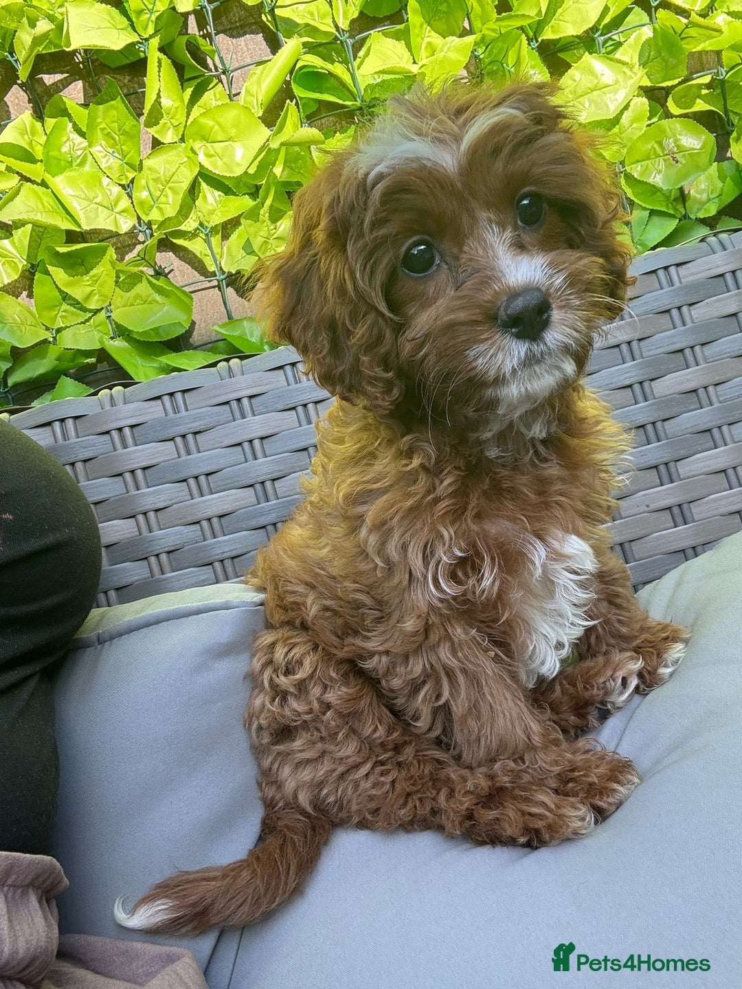 Cavapoo dogs for sale: Beautiful female cava poo - Image 2