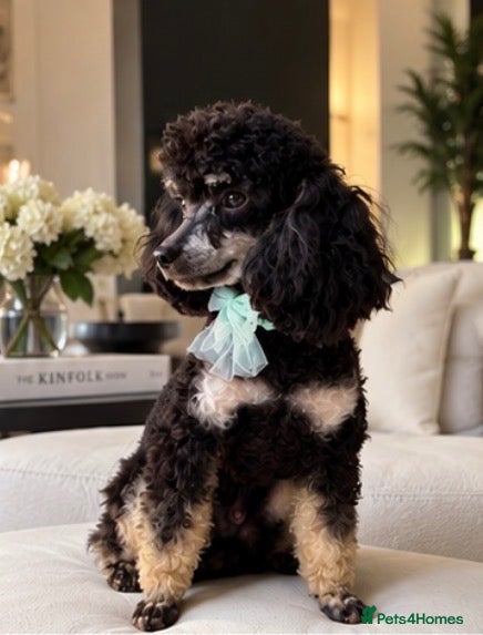 Toy Poodle dogs Fab opportunity toy poodle 1yr 5* phantom  - Advert 1