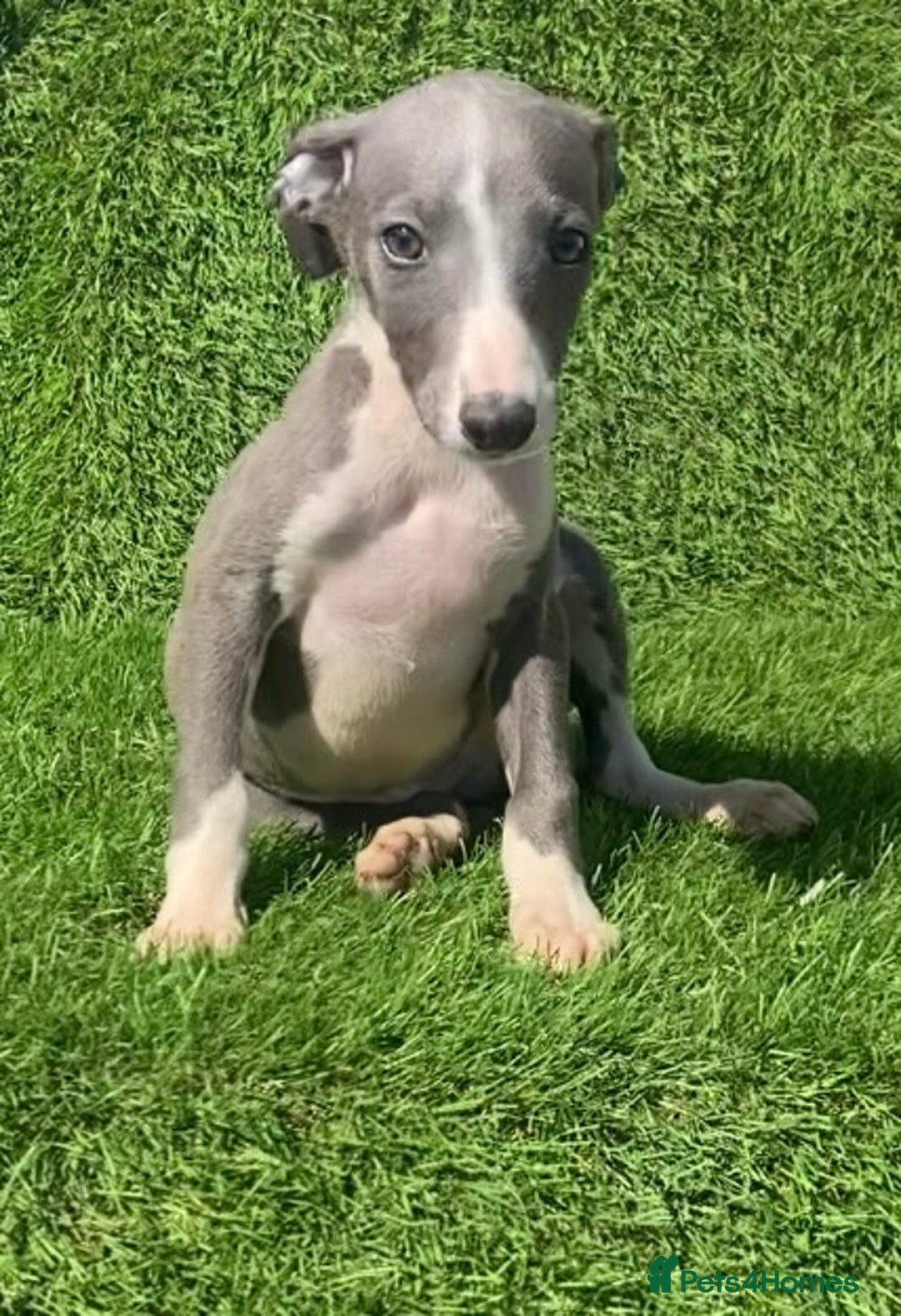 Whippet dogs for sale: Kc whippet pups  - Image 13