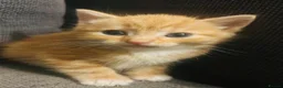Domestic Shorthair cats for sale: 🐾 Gorgeous Kittens Ready for Their 4ever Homes 🐾 - Advert 12
