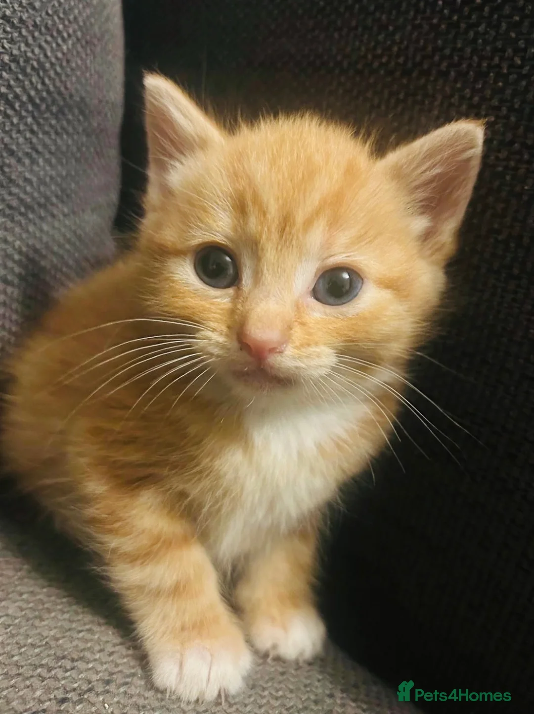 Domestic Shorthair cats for sale: 🐾 Gorgeous Kittens Ready for Their 4ever Homes 🐾 - Advert 12
