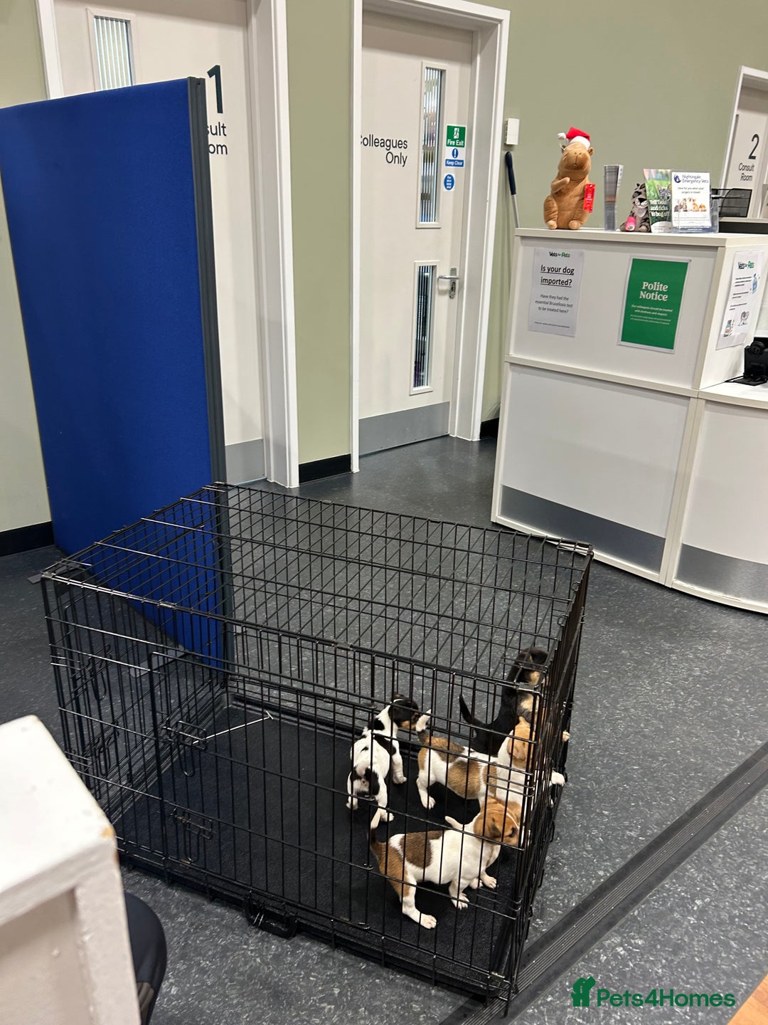 Jack Russell dogs for sale: Jack Russell pups  - Image 10