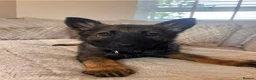 German Shepherd dogs for sale: 5 German shepherd puppy’s  - Advert 5
