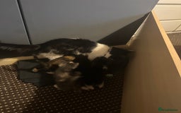 British Shorthair cats for sale: 7 week old kittens  - Image 1