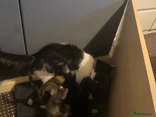 British Shorthair cats - Advert 11