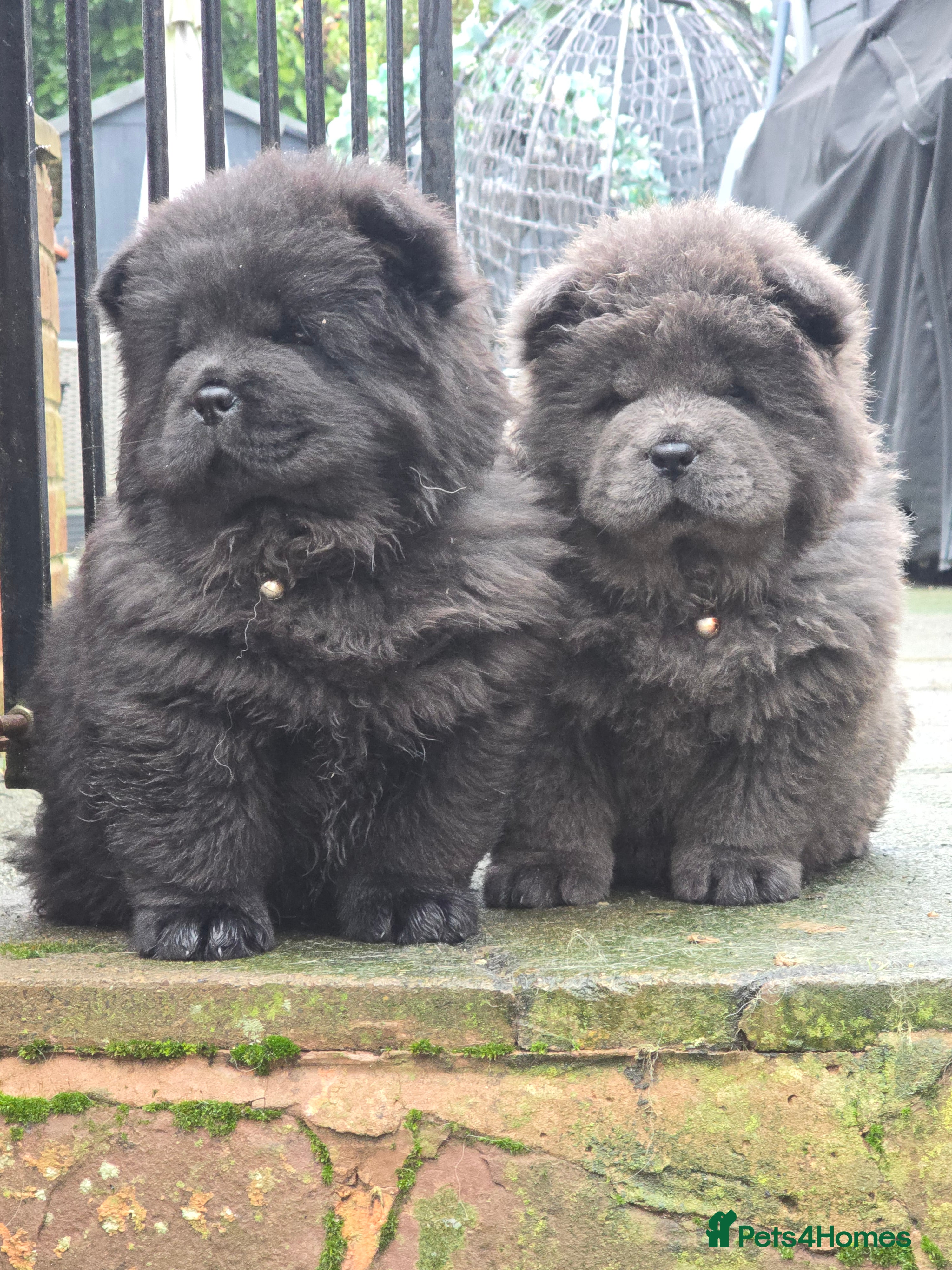 Chow Chow dogs Ready to leave! 5⭐️homes - Advert 15
