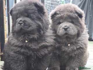 Chow Chow dogs Ready to leave! 5⭐️homes - Advert 15
