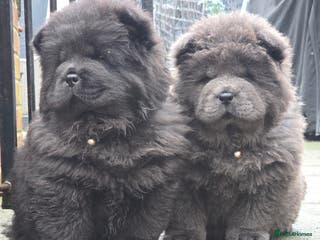 Chow Chow dogs Ready to leave! 5⭐️homes - Advert 11