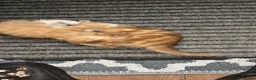 Mixed Breed cats for sale: Beautiful Litter of Mixed Breed Kittens - Advert 2