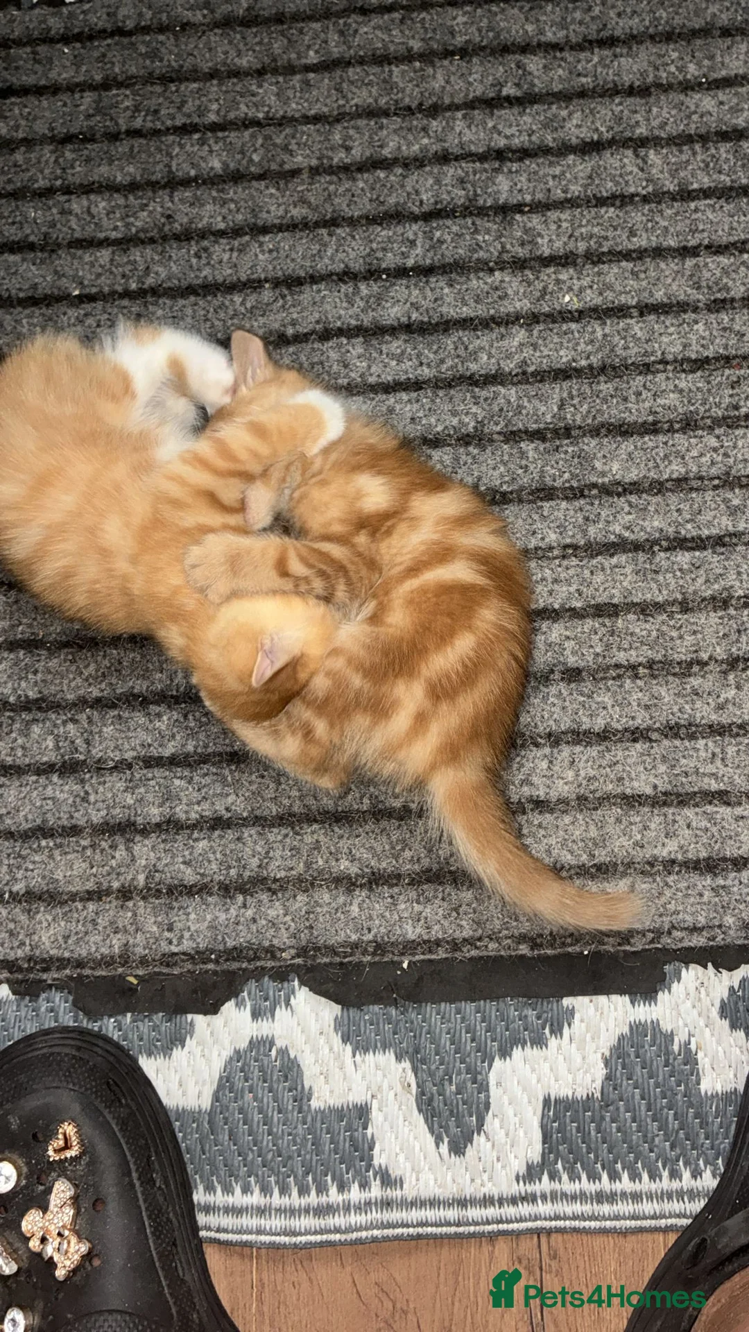 Mixed Breed cats for sale: Beautiful Litter of Mixed Breed Kittens - Advert 2