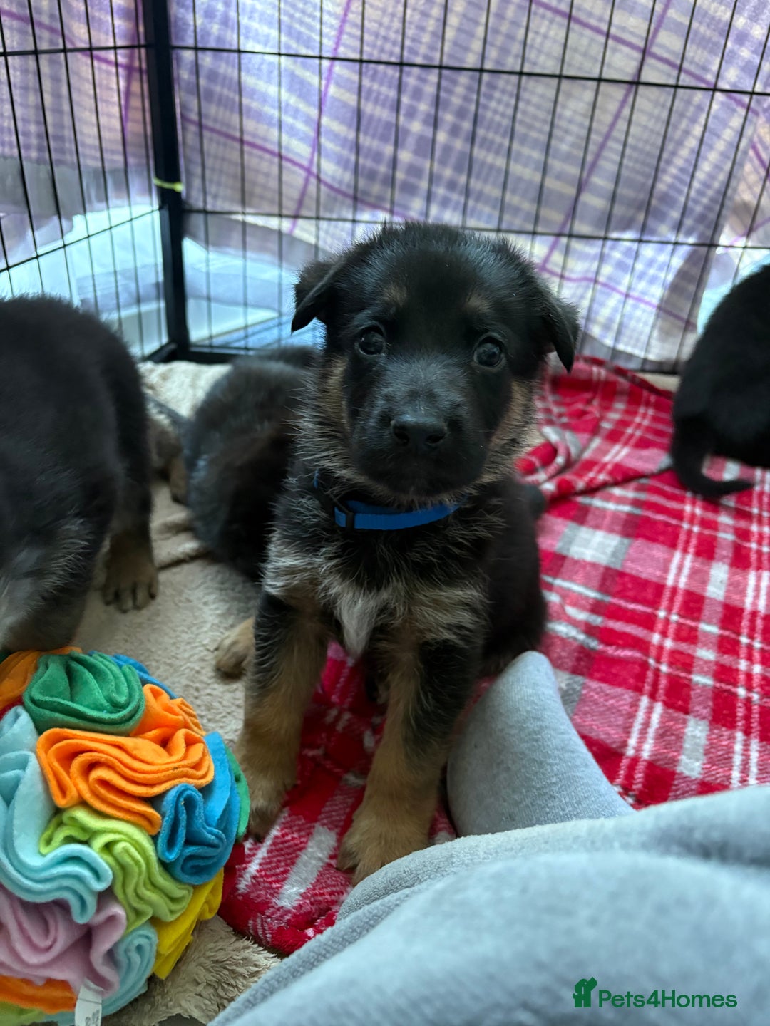 Mixed Breed dogs for sale: Belgian malinois x German Shepherd puppies  - Advert 19