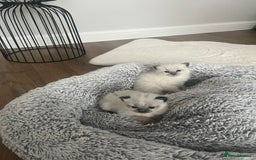 Ragdoll cats for sale: Snowy kitty for sale  - Image 7