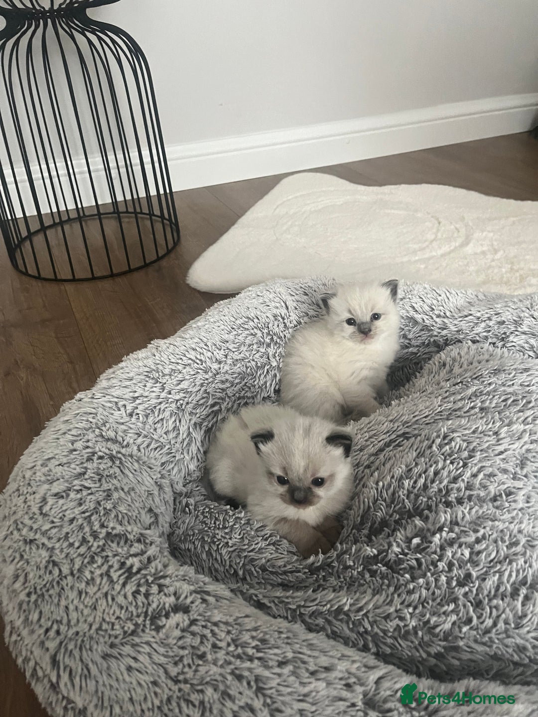 Ragdoll cats for sale: Snowy kitty for sale  - Image 7