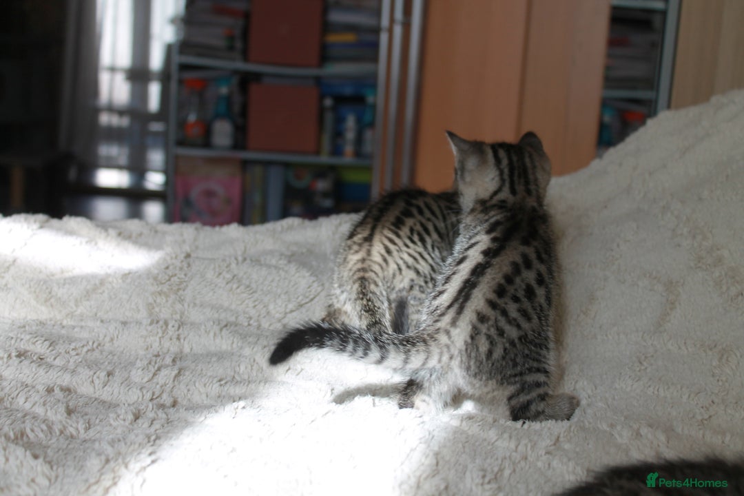 Bengal cats for sale: Adorable, affectionate, so cute kittens for sale!! - Image 21