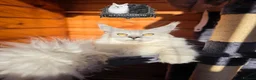 Maine Coon cats for stud: Black Silver Shaded Stud Imported from Bulgaria - Advert 3