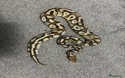 Python Snake reptiles for sale: Male royal python - Image 6