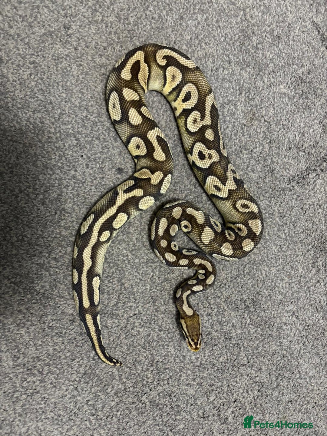 Python Snake reptiles for sale: Male royal python - Image 6