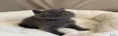 British Shorthair Kitten 5