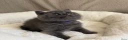 British Shorthair cats for sale: GCCF Blue BSH chunky champion lines - Advert 33