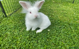 Lionhead rabbits for sale: Baby female rabbit 8 weeks - Image 1