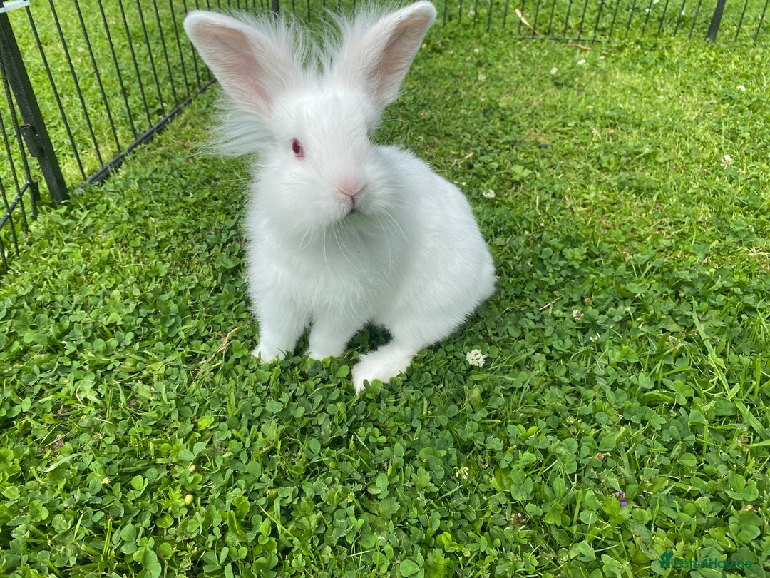 Lionhead rabbits for sale: Baby female rabbit 8 weeks - Image 1