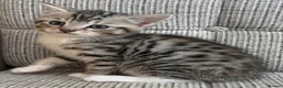 British Shorthair cats for sale: British Shorthair kittens. - Advert 14