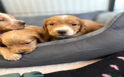 Cocker Spaniel dogs for sale: Kc reg cocker spaniels with 5 weeks insurance  - Advert 10