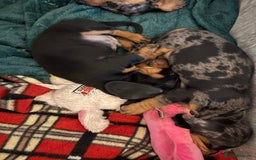 Miniature Dachshund dogs for sale: Stunning Miniature Dachsund pups available  - Image 12