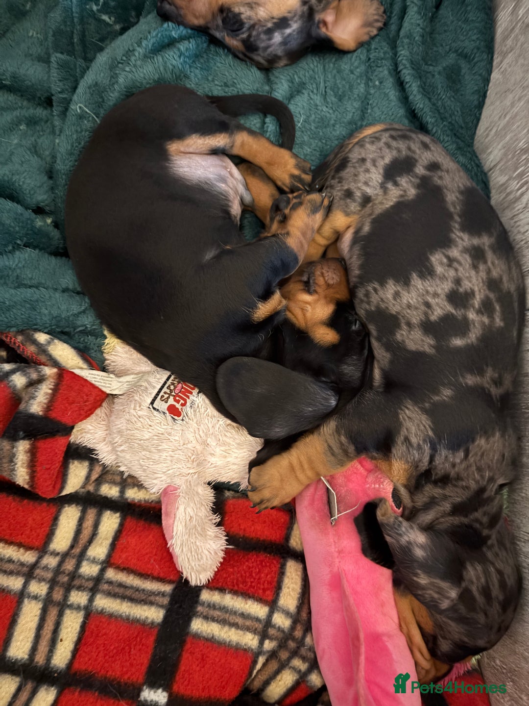 Miniature Dachshund dogs for sale: Stunning Miniature Dachsund pups available  - Image 12